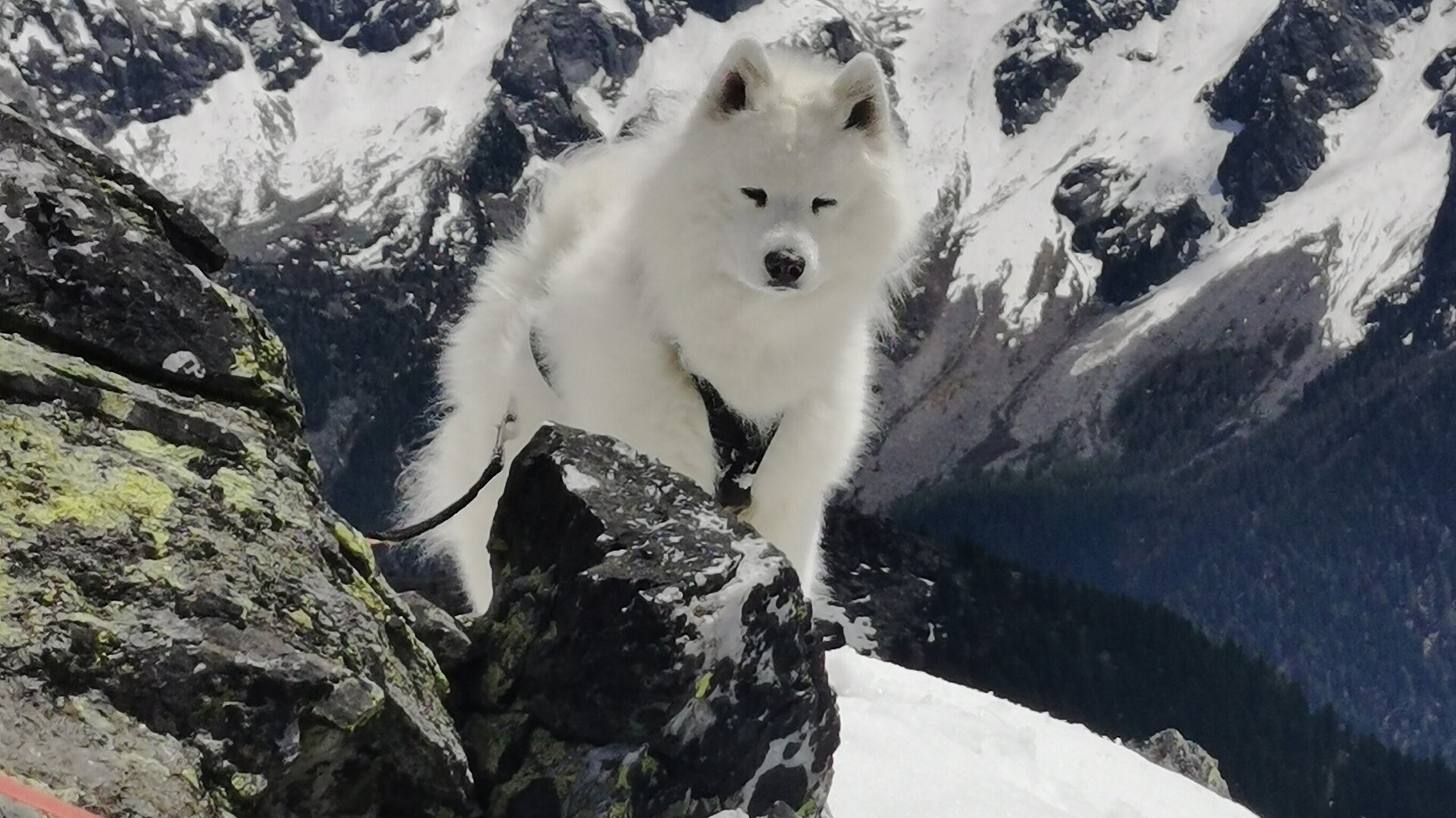 Dog