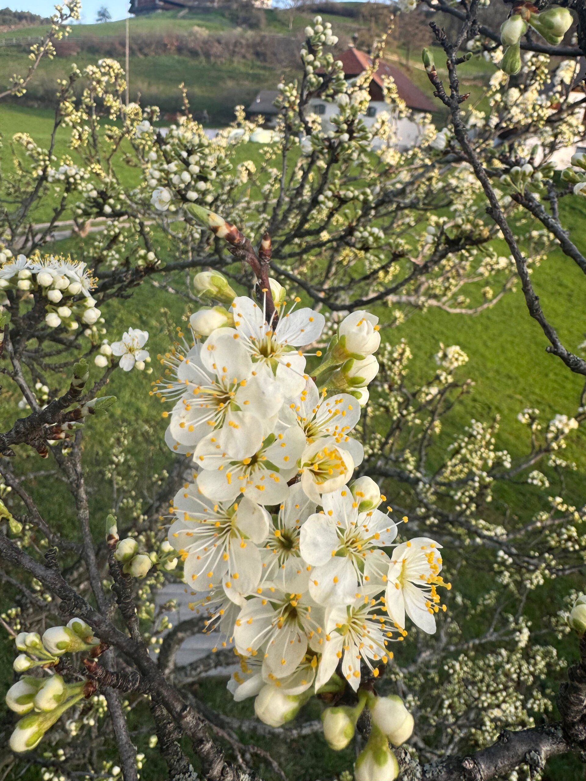 Zwetschgenblüte