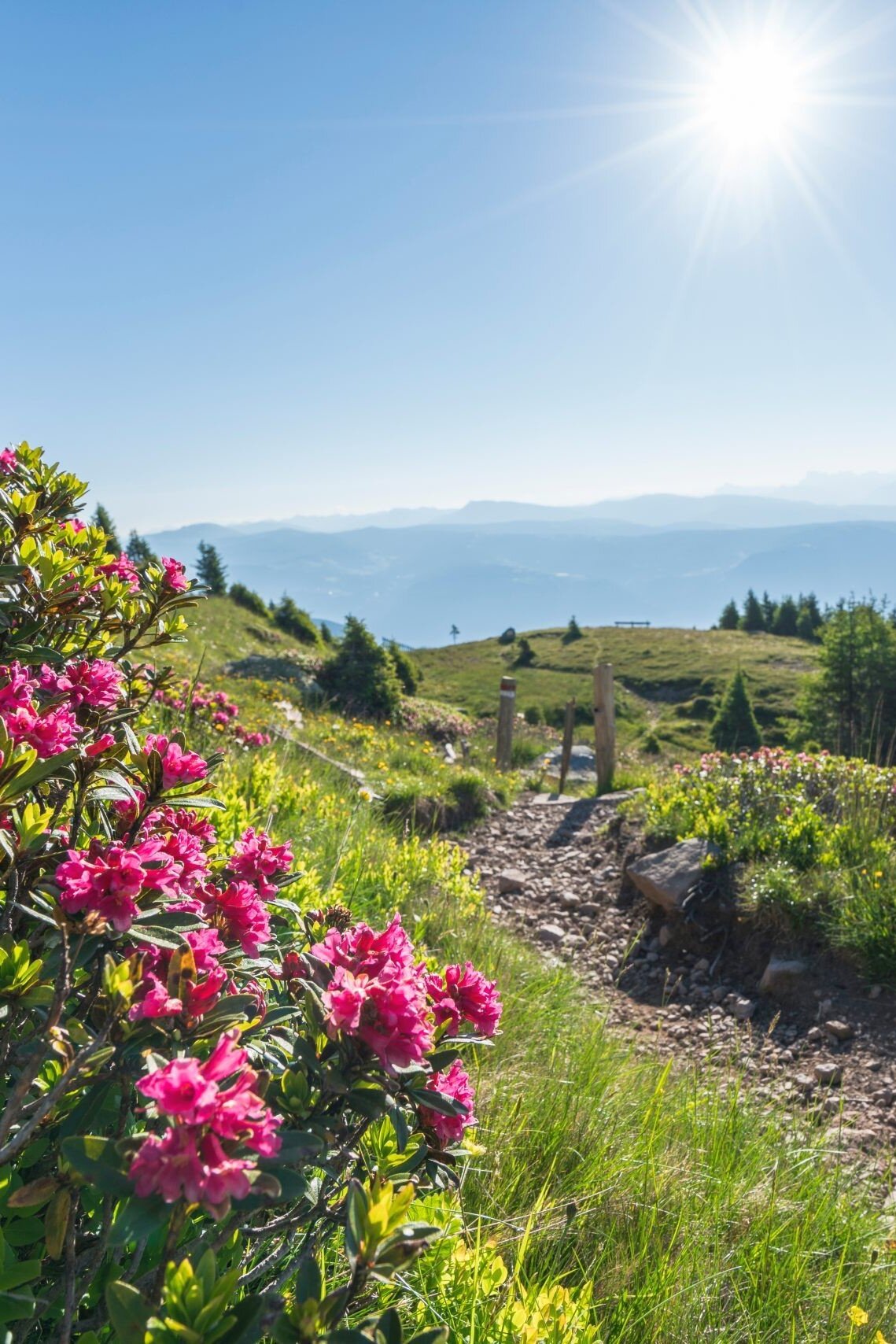 Alpine rose bloom on the hike from Gampen Pass to Laugen, South Tyrol